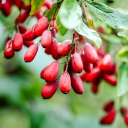 Berberine